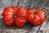 Tomate Costoluto Fiorentino Heirloom *Riesentomate* 10 Samen