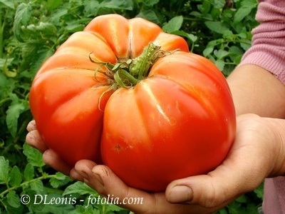 Tomate Sicilian Saucer aus Italien* eine der größten Tomaten*eigner Anbau* 10 Samen