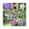 Akelei bunt Selbstaussaat* diverse Formen und Farben * 50 Samen