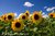 Sonnenblume * helianthus annus* Höhe 180 cm* 5 Samen