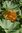 Kürbis Musquee de Provence * Speisekürbis aus Frankreich * 5 Samen