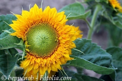Sonnenblume Teddy Bear* gefüllte gelbe Blüte* 10 Samen