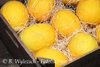 Melone Amarillo Canario 2* gelb* von den Kanaren* 10 Samen