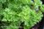 Petersilie kraus aus Spanien* dunkelgrün* 50 Samen