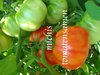 Tomate Ace 55 aus USA* platzfest* geringer Säuregehalt* 10 Samen