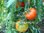 Tomate Caribe* mittelgroß rot* krankheitsresistent* 10 Samen