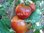 Tomate Cosmonaut Volkov aus der Ukraine* kälteresistent* 10 Samen