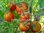 Tomate Oregon Spring* frühe Sorte* kälteresistent* 10 Samen