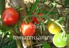 Tomate Stupice* Heirloom aus Tschechien* Buschtomate* rot* 10 Samen