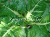 Spinat Matador* Frühjahr und Herbstanbau* 50 Samen