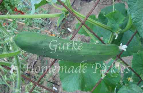 Gurke Homemade Pickles* mittelgross grün* 10 Samen