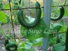 Gurke Suyo Long* chinesische Heirloomgurke* 35 cm* 5 Samen