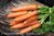 Karotte Tendersweet* Möhre orange* besonders aromatisch* 50 Samen