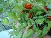 Tomate Gardeners Delight* Minitomate 40cm hoch* 10 Samen