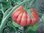 Tomate Watermelon Beefsteak*  Riesenfrucht* Super Aroma* 10 Samen