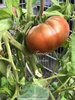 Tomate Vorlon aus Bulgarien* schwarze Fleischtomate* 10 Samen