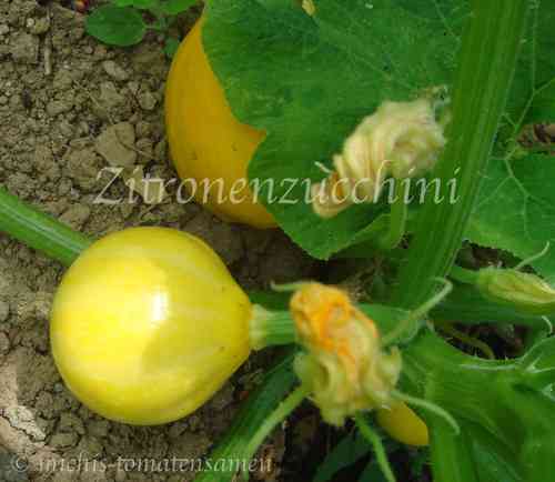 Zitronenzucchini* Zucchini zitronenförmig gelb* Rarität* 5 Samen