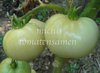 Tomate White Tomesol* Heirloom weiß 250 gr.* 10 Samen