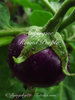 Aubergine Round Purple* schwarz rund mini* 10 Samen