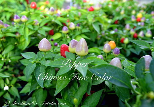 Pepper Chinese Five Color* fünffarbige Chili hot* 10 Samen