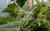 Zucchini Cocozelle* grüngestreifte Zucchini* 5 Samen