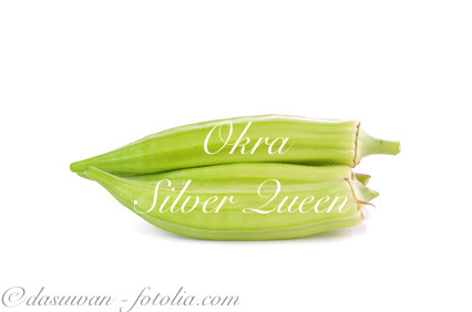 Okra Silver Queen* gelb/hellgrün* 10 Samen