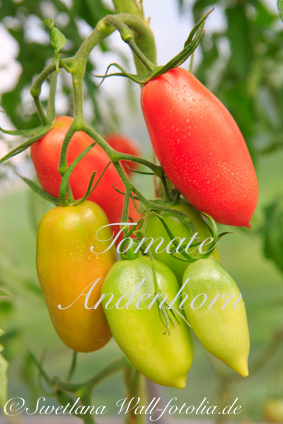 Tomate Andenhorn* alte Sorte aus Peru* 10 Samen