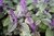 Basilikum Anis* grün/lila * stark duftend* 50 Samen