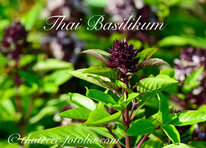 Basilikum Thai* grün* Anis Lakritzartiger Duft* 50 Samen