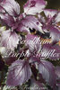 Basilikum Purple Ruffles* krause rote Blätter* 50 Samen