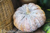 Melone Early Hannover* alte frühe Sorte* helles Fruchtfleisch* 10 Samen