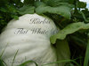Kürbis Flat white boer aus Südäfrika* Riesenkürbis weiss* Süss* 5 Samen