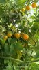 Gelbe Johannisbeere Wildtomate* fruchtig süß* 10 Samen