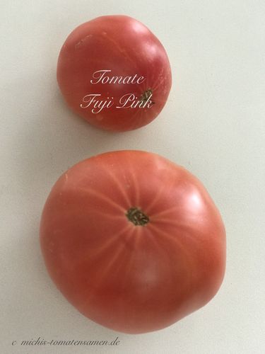 Tomate Fuji Pink* saftige rosa Fleischtomate* 10 Samen