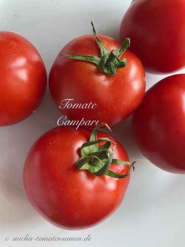 Tomate Campari* tiefrot* hoher Zuckergehalt* 10 Samen