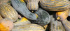 Kürbis Mallorca tipo Vasca aus Spanien* keulenförmig* 3 Samen