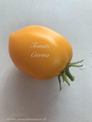 Tomate Citrina* gelbe zitronenförmige Frucht* 10 Samen