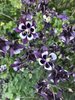 Akelei William Guiness* dunkelviolett weisse Blüte* 50 Samen