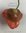 Afrikanische Glockenpaprika* mild mit Geschmack* 10 Samen